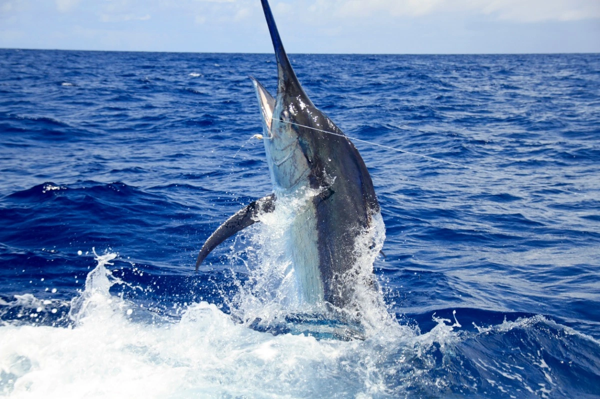 blue marlin fishing in Cairns